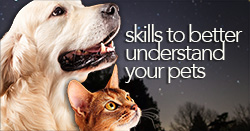 Skills To Better Understand Your Pets